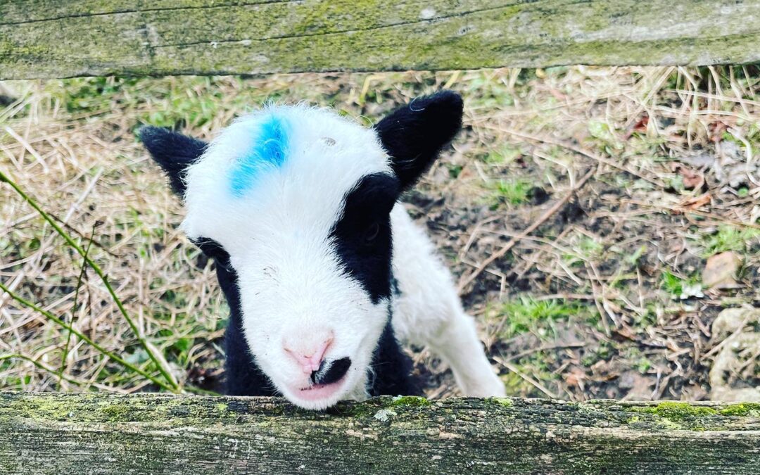 This cutie seen just outside the village today #lambs #cute #spring #rutland #holiday #cottages