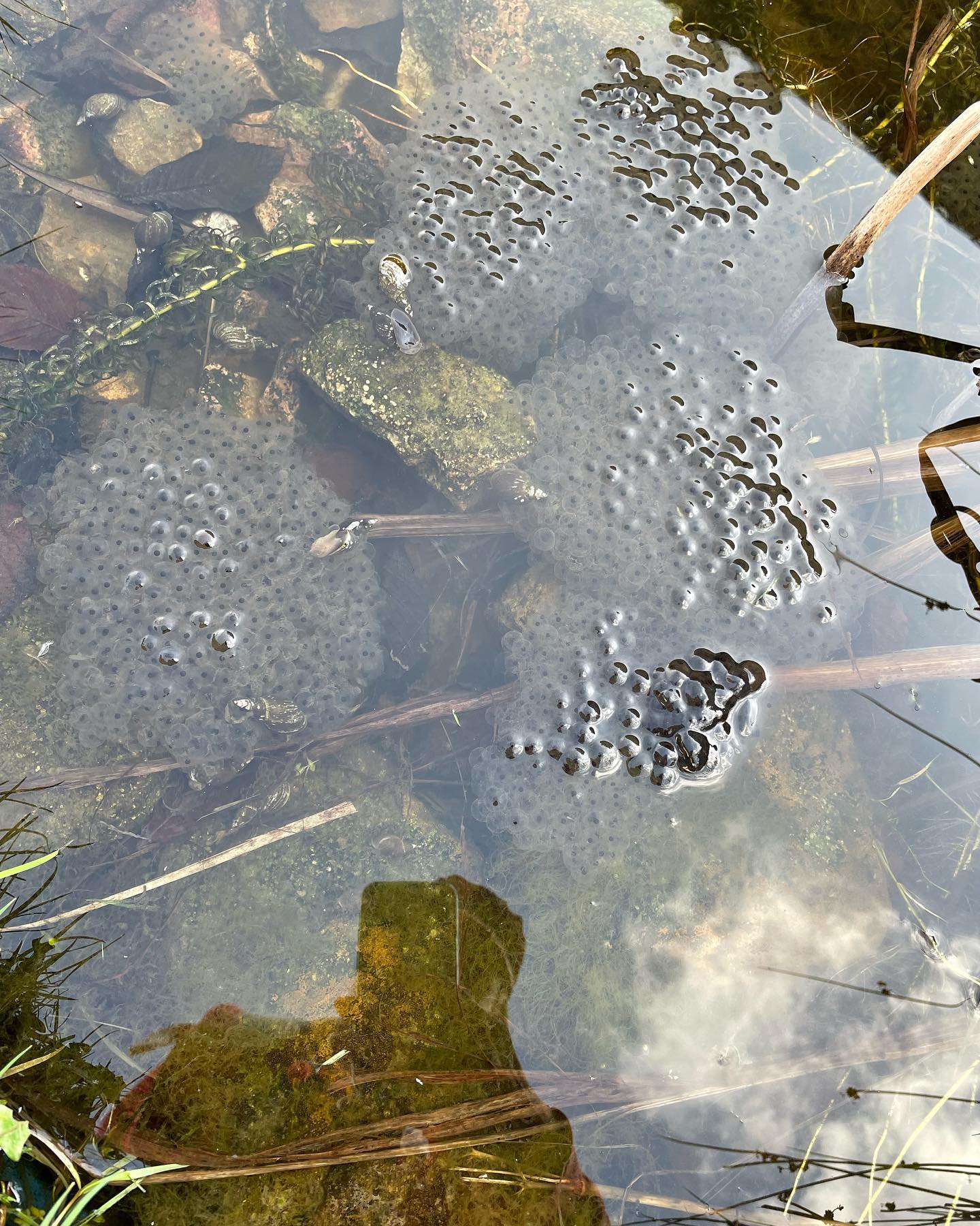 So happy to see this appear at the weekend in our pond #frogspawn #pond #oakham #rutland #holidaycottage #happy